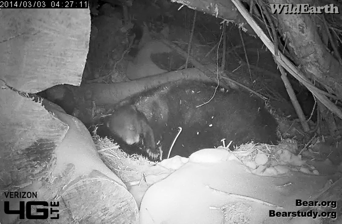 Cub reaches out - March 3