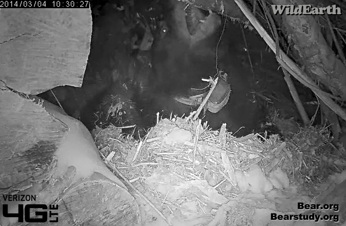 Juliet shreds more bedding