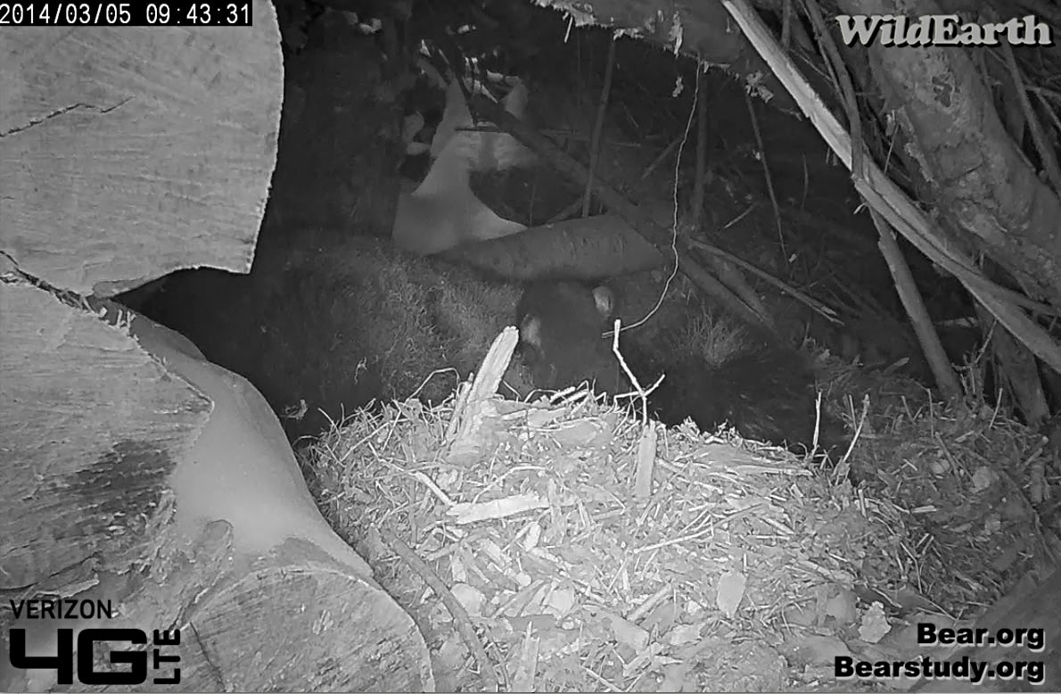 Don't you just love the back of a cub's ears?