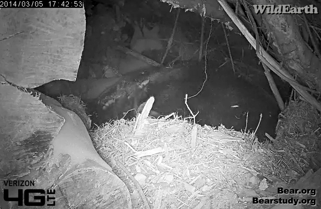 Cub stretches with both legs sprawled out