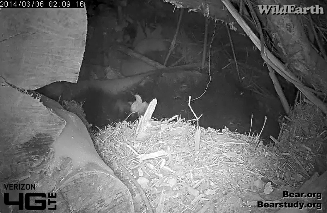 Cub tilts head back, yawns and out comes the tongue