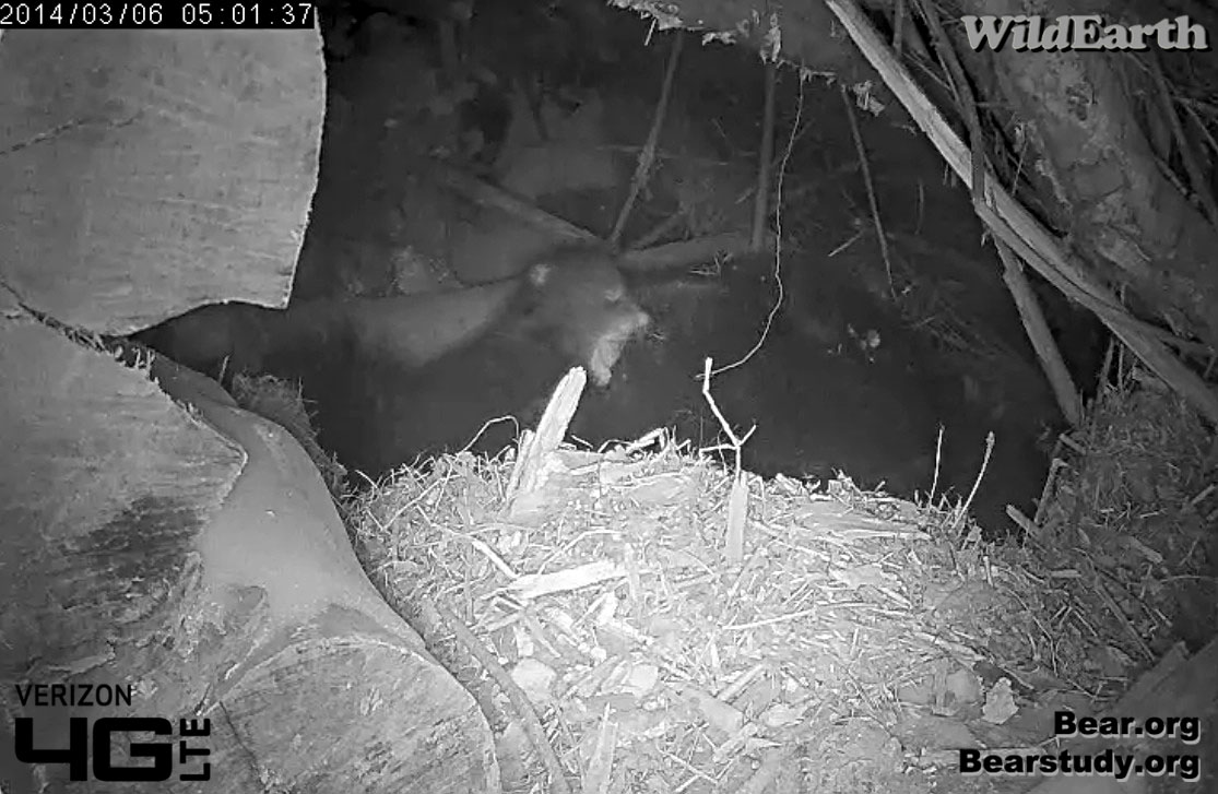 These cubs are tired!