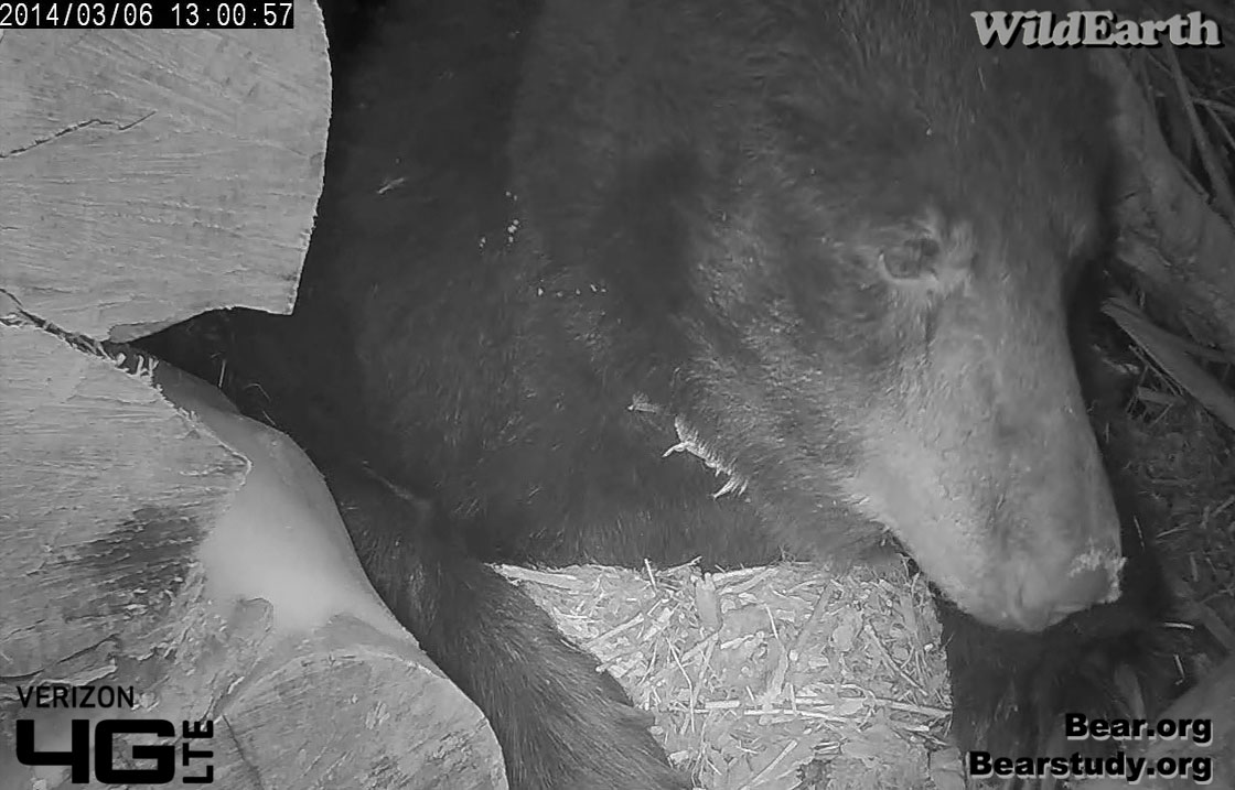 Juliet prepares to eat snow