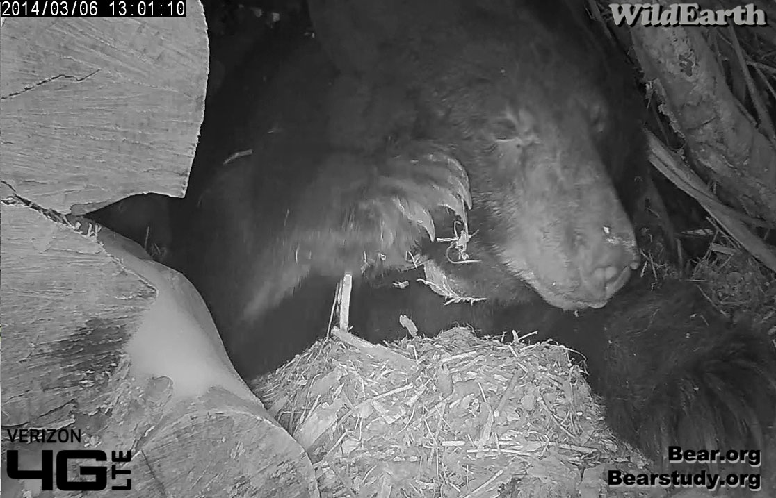 Done and heading back to the cubs