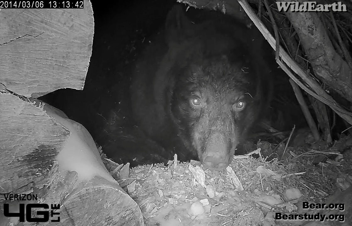 Juliet looks out the den