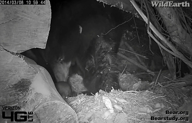 Juliet backed into latrine