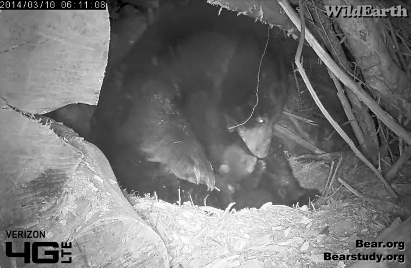 Juliet tends to a cub