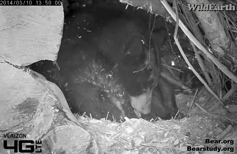 Juliet licks water off a cub