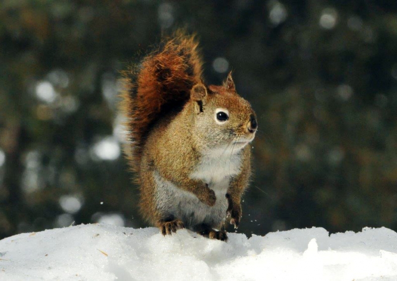 Red squirrel