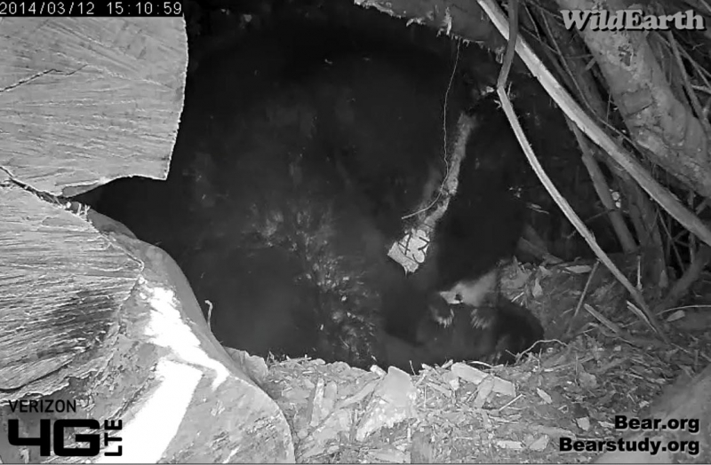 Juliet playing with cub