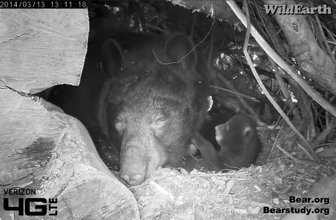 Cub reaches out for Juliet
