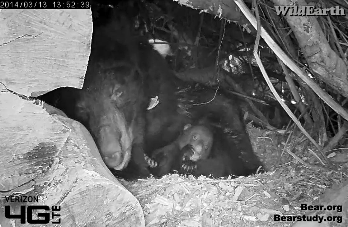 Cubs have a wrestling match!