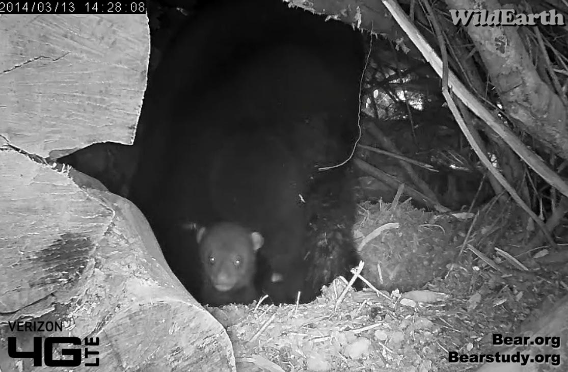 Cub peers out of the den