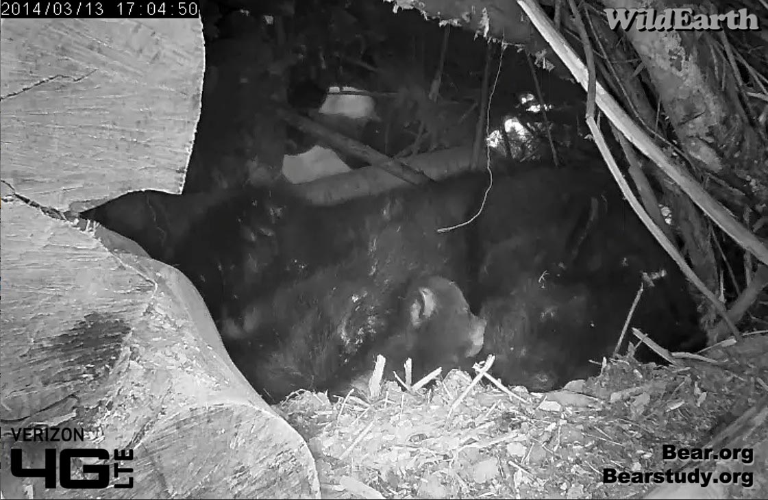 Cub fell asleep with nose against Juliet