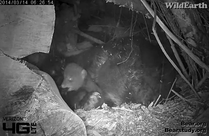 Cub bites Juliet's paw