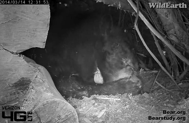 Juliet chews footpads