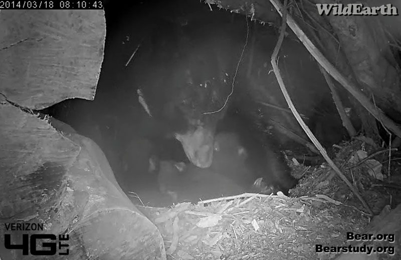All 3 cubs nursing