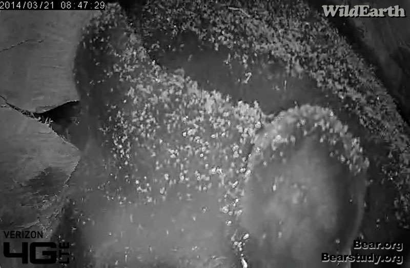 Juliet leans out to lick snow