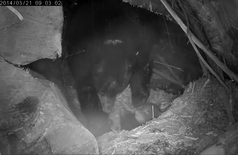 Juliet and her 3 cubs