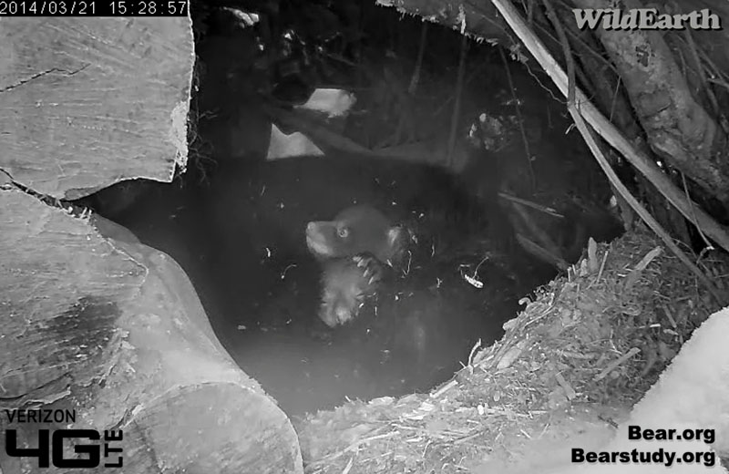 Cubs are getting big!