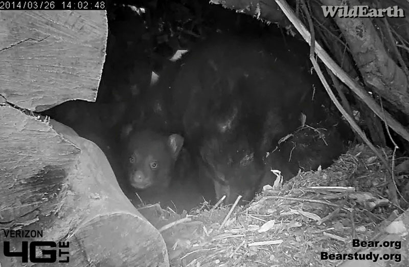 Peering out the entrance