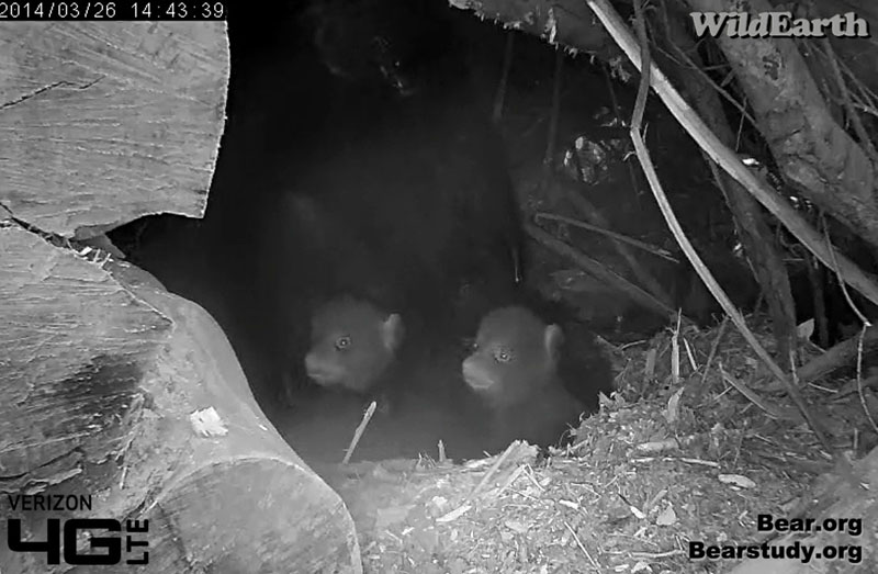 Juliet's 3 cubs
