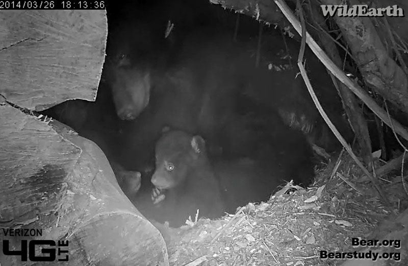 Cubs pause while playing