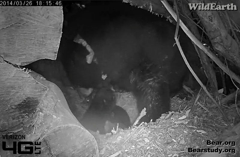 Three cubs huddled