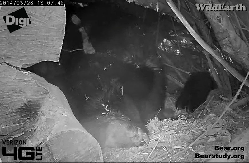 Cub cautiously explores