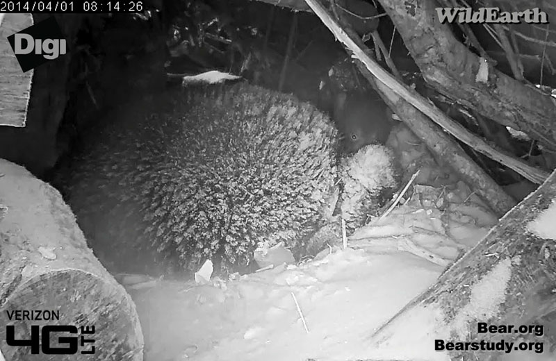 Cub peers over snow-covered Juliet