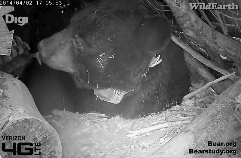 Juliet pulls on her foodpad