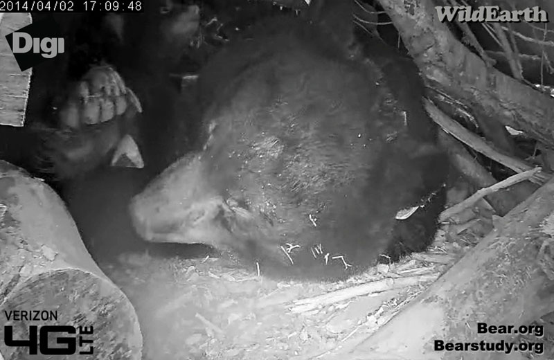 Juliet's footpad hangs