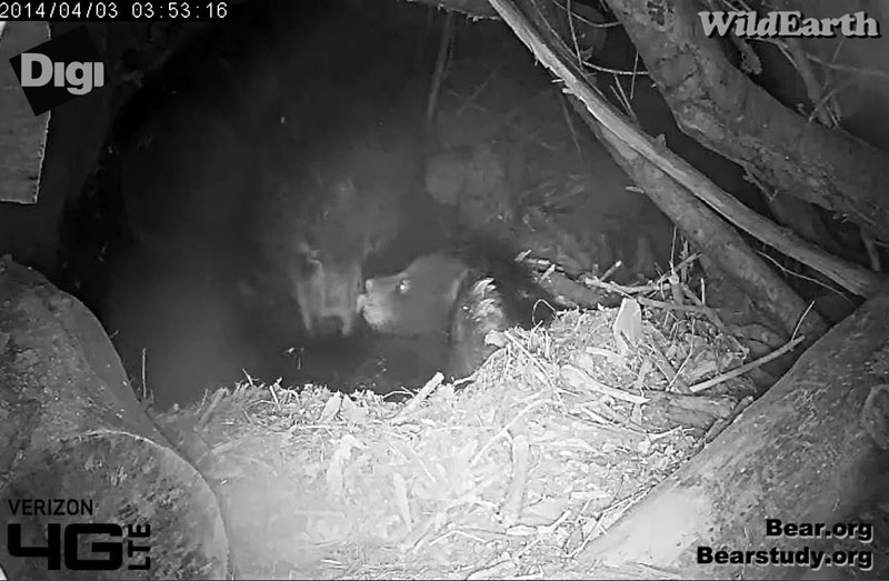 Cub licks Juliet's muzzle