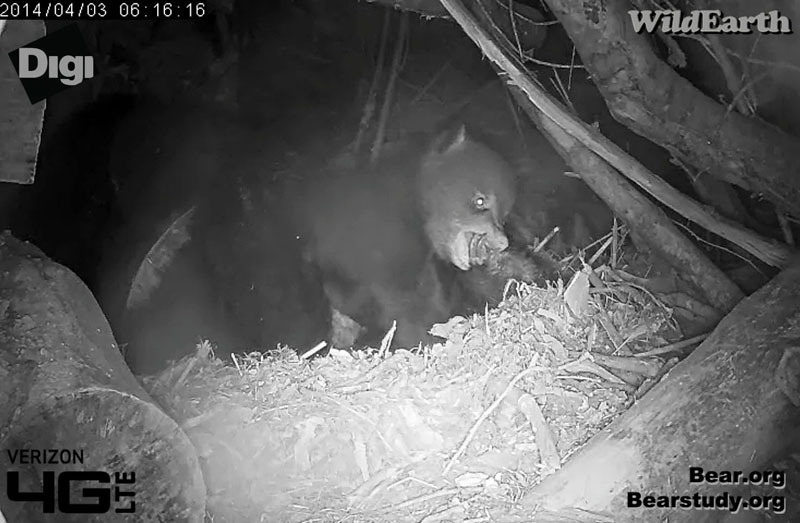 Cub bites Juliet's paw