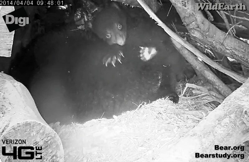 Cub #3 sits on Juliet