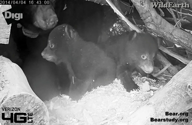 Cubs #1 & #3 explore