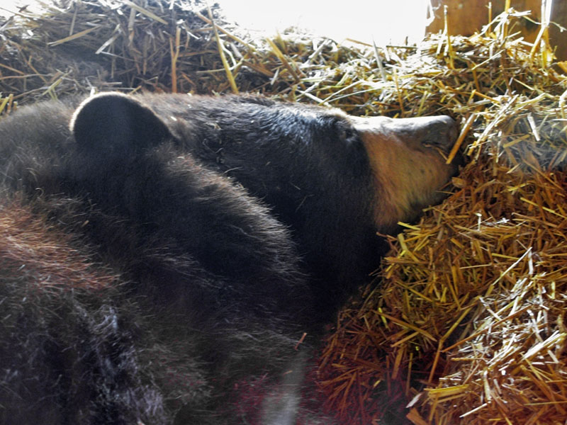 Honey content in her den