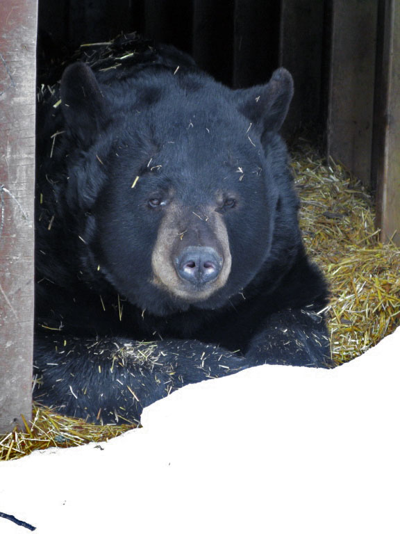 Ted looks out of his den