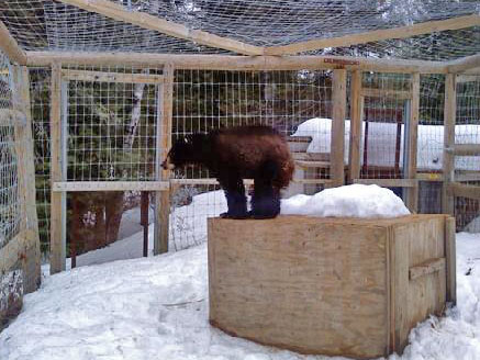 Holly stands on her box - April 6