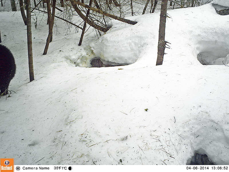 First yearling exits den