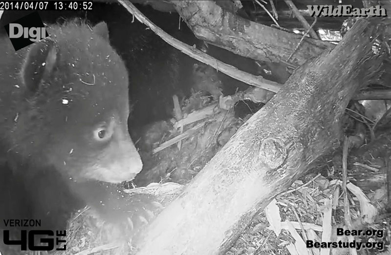 Juliet's cub explores