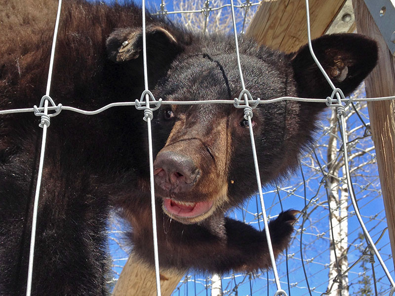 Holly climbs in her enclosure