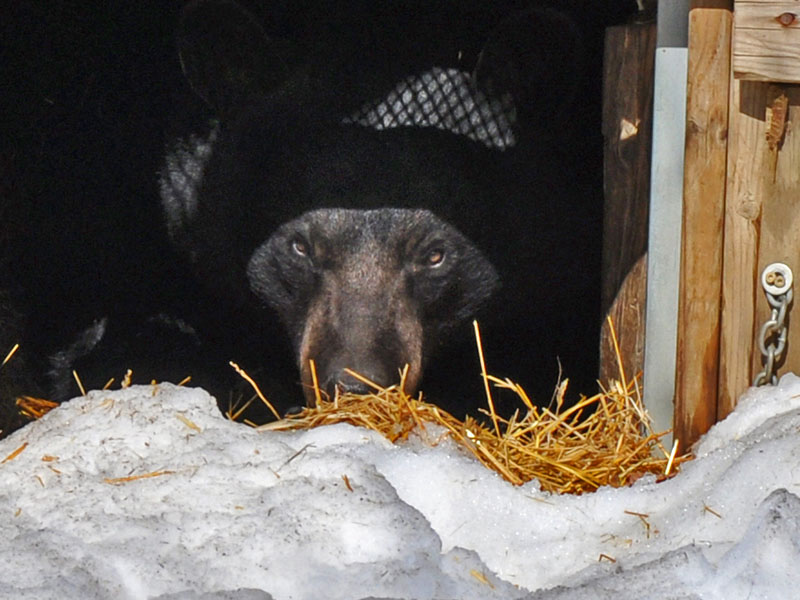 Lucky back in his den