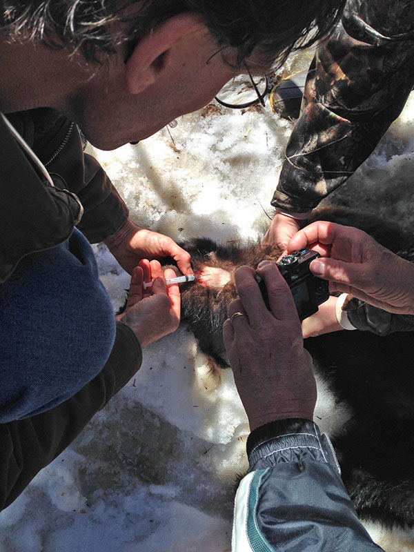 Dr Hansen draws blood