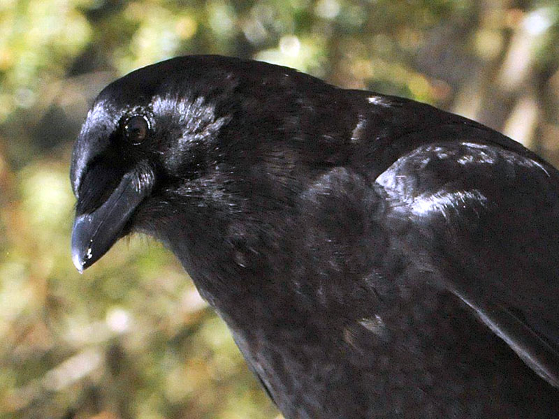 American Crow