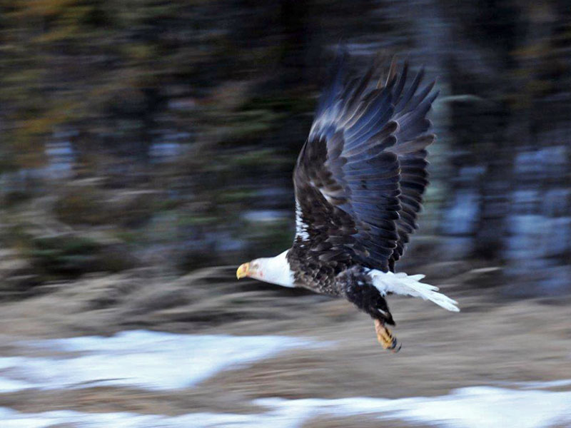 Eagle flying