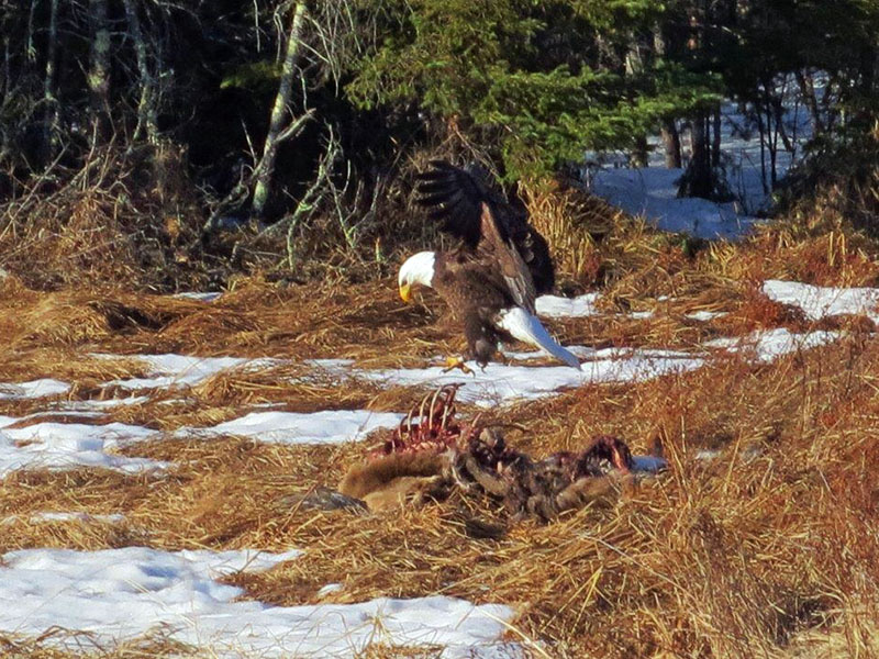Eagle landing on deer