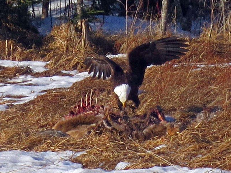 Eagle on deer