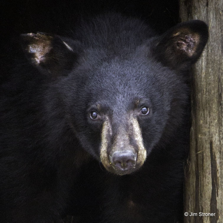 Holly's ears stand up!