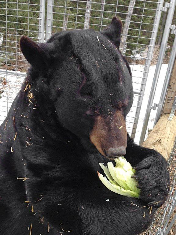 Ted enjoys his romaine